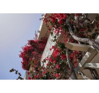 Готель Malia Studios Apartments, 2★